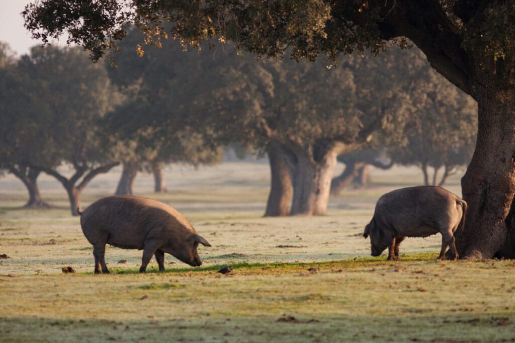 Iberische Pata Negra Schweine, die unter einer Eiche weiden